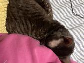 Dovanojamas cornish rex Mišrūnas - nuotraukos Nr. 4