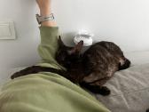 Dovanojamas cornish rex Mišrūnas - nuotraukos Nr. 5