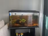 Akvariumas su žuvytėmis - nuotraukos Nr. 2