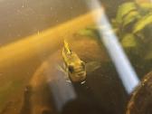 Akvariumas su žuvytėmis - nuotraukos Nr. 3