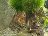Parduodamas akvariumas su krevetėmis - nuotraukos Nr. 3