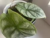Alocasia 'Silver Dragon" - nuotraukos Nr. 2