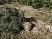 Juodosios pušys 1,8-2,5m. - nuotraukos Nr. 6