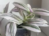 Tradescantia 'Sweetness" - nuotraukos Nr. 2