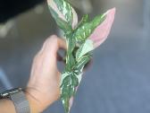 Syngonium pink splash tricolor - nuotraukos Nr. 3
