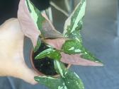 Syngonium pink splash tricolor - nuotraukos Nr. 4