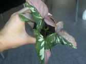 Syngonium pink splash tricolor - nuotraukos Nr. 5