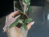 Syngonium pink splash tricolor - nuotraukos Nr. 6