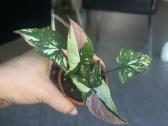 Syngonium pink splash tricolor - nuotraukos Nr. 7