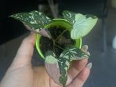 Syngonium pink splash tricolor - nuotraukos Nr. 8