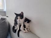 Katyte ješko nauju namučiu - nuotraukos Nr. 5