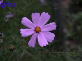 Canon EOS 10d - nuotraukos Nr. 29