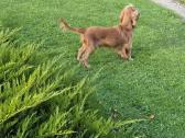 Cockapoo šuniukai - nuotraukos Nr. 6