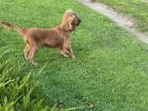 Cockapoo šuniukai - nuotraukos Nr. 7
