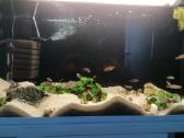 Parduodami Neolamprologus multifasciatus - nuotraukos Nr. 2