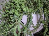 Crassula - sukulentinis augalas - nuotraukos Nr. 2