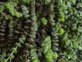 Crassula - sukulentinis augalas - nuotraukos Nr. 3
