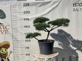 Niwaki Ir Sodo Bonsai - nuotraukos Nr. 4