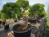 Niwaki Ir Sodo Bonsai - nuotraukos Nr. 5