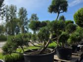 Niwaki Ir Sodo Bonsai - nuotraukos Nr. 8