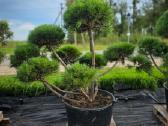 Niwaki Ir Sodo Bonsai - nuotraukos Nr. 2