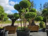 Niwaki Ir Sodo Bonsai - nuotraukos Nr. 9