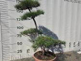 Niwaki Ir Sodo Bonsai - nuotraukos Nr. 10