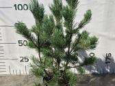 Formuoti Medžiai Bonsai Topiariai - nuotraukos Nr. 6