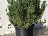Formuoti Medžiai Bonsai Topiariai - nuotraukos Nr. 8