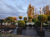 Formuoti Medžiai Bonsai Topiariai - nuotraukos Nr. 5