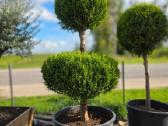 Formuoti Medžiai Bonsai Topiariai - nuotraukos Nr. 2