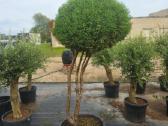 Formuoti Medžiai Bonsai Topiariai - nuotraukos Nr. 3