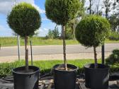 Formuoti Medžiai Bonsai Topiariai - nuotraukos Nr. 4