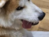 Dovanojamas Japonų Akita Inu (su dokumentais) - nuotraukos Nr. 3