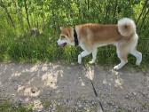 Dovanojamas Japonų Akita Inu (su dokumentais) - nuotraukos Nr. 2