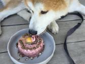 Dovanojamas Japonų Akita Inu (su dokumentais) - nuotraukos Nr. 4