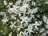 Raganė Clematis - nuotraukos Nr. 2
