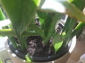 Sanseveria - nuotraukos Nr. 3