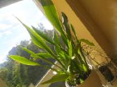 Sanseveria - nuotraukos Nr. 2