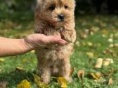 Maltipoo patinėlis - nuotraukos Nr. 2