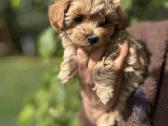 Maltipoo patinėlis - nuotraukos Nr. 3