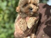 Maltipoo patinėlis - nuotraukos Nr. 6