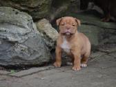 Old English Bulldog - nuotraukos Nr. 2