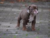 Old English Bulldog - nuotraukos Nr. 3