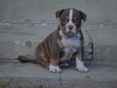 Old English Bulldog - nuotraukos Nr. 4