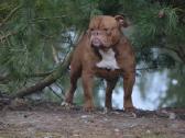 Old English Bulldog - nuotraukos Nr. 5