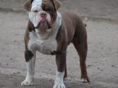 Old English Bulldog - nuotraukos Nr. 6