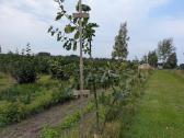 Parduodame ąžuoliukų sodmenis 0,3m iki 2m - nuotraukos Nr. 5