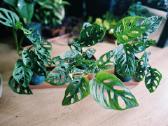 Monstera adansonii / Monkey Mask augalas - nuotraukos Nr. 2
