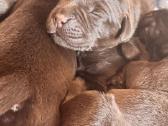 Labrador - nuotraukos Nr. 2